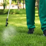 Crabgrass Prevention in McKinney & Frisco: When to Apply Pre-Emergent Before Spring Hits crabgrass prevention in mckinney and frisco