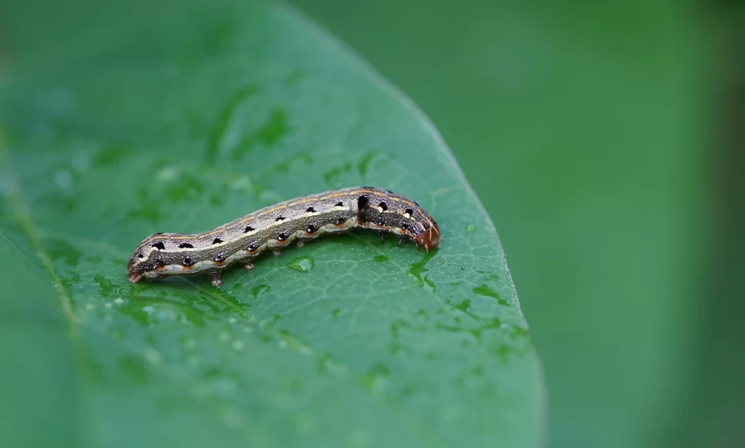 Grubs, Chinch Bugs & Armyworms: What’s Hurting Your Lawn?