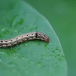 Grubs, Chinch Bugs & Armyworms: What’s Hurting Your Lawn? grubs chinch bugs armyworms north texas