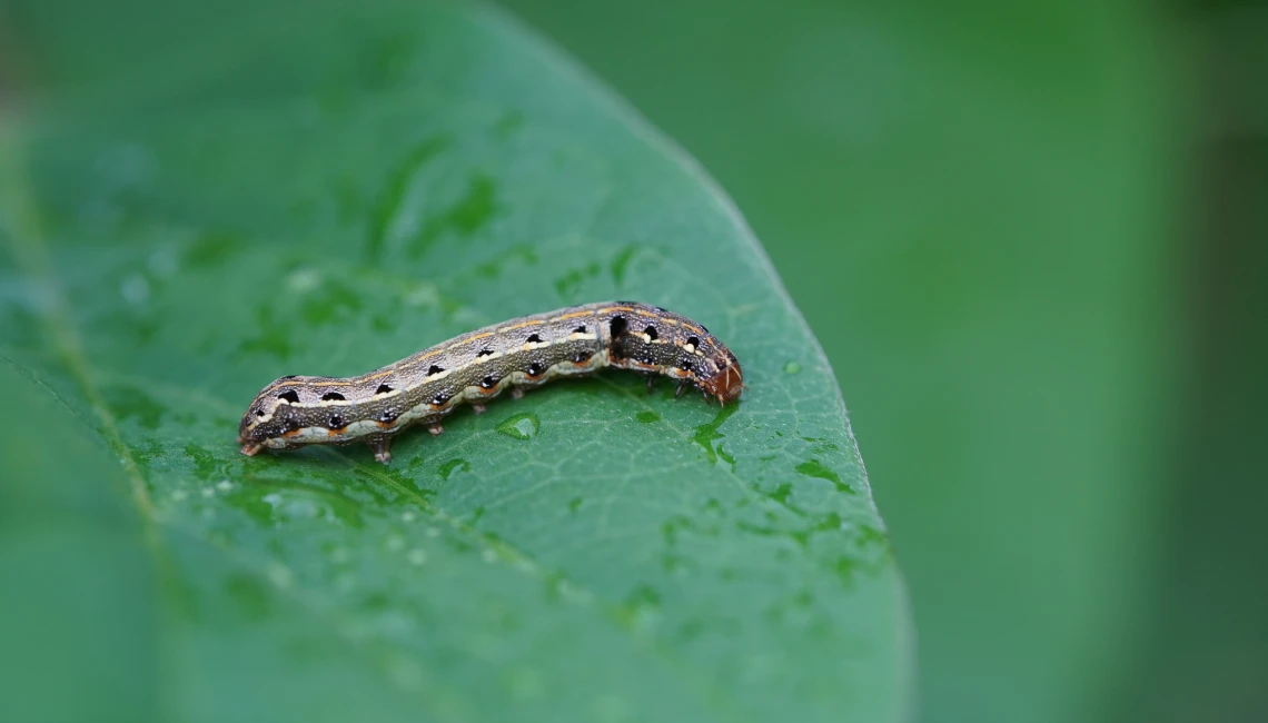 grubs chinch bugs armyworms north texas