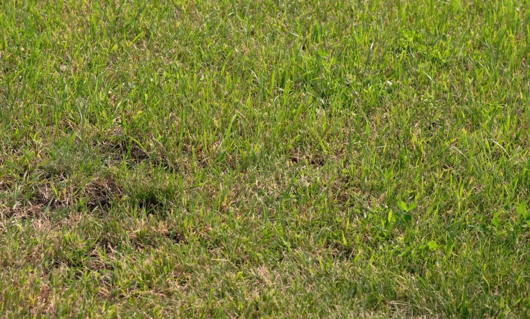 Is Your McKinney Lawn Dying? How to Spot North Texas Lawn Diseases