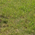 Is Your McKinney Lawn Dying? How to Spot North Texas Lawn Diseases north texas lawn diseases