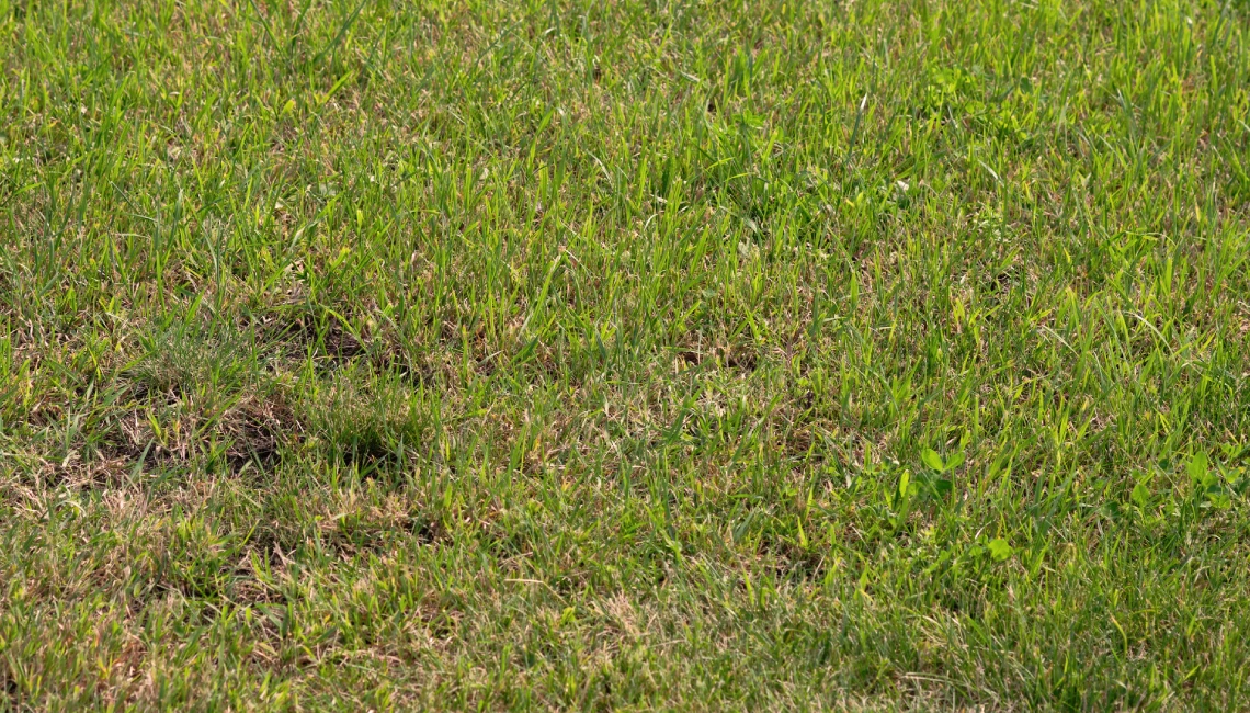 north texas lawn diseases
