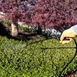 Shrub Fertilization in Allen, TX: A Plant-by-Plant Guide for Healthy North Texas Landscaping professional shrub fertilization allen tx