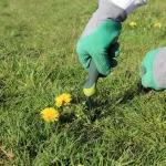 The 7 Most Stubborn Lawn Weeds in McKinney & Frisco weed control mckinney north texas lawn