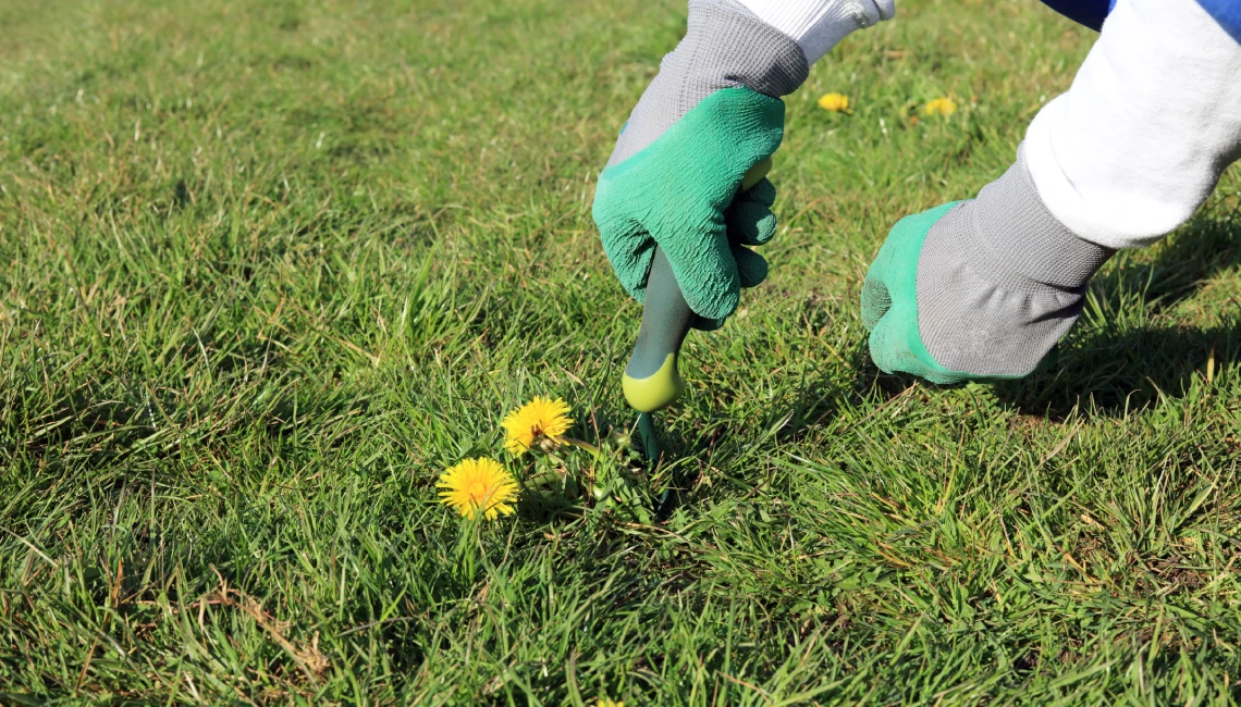 weed control mckinney north texas lawn