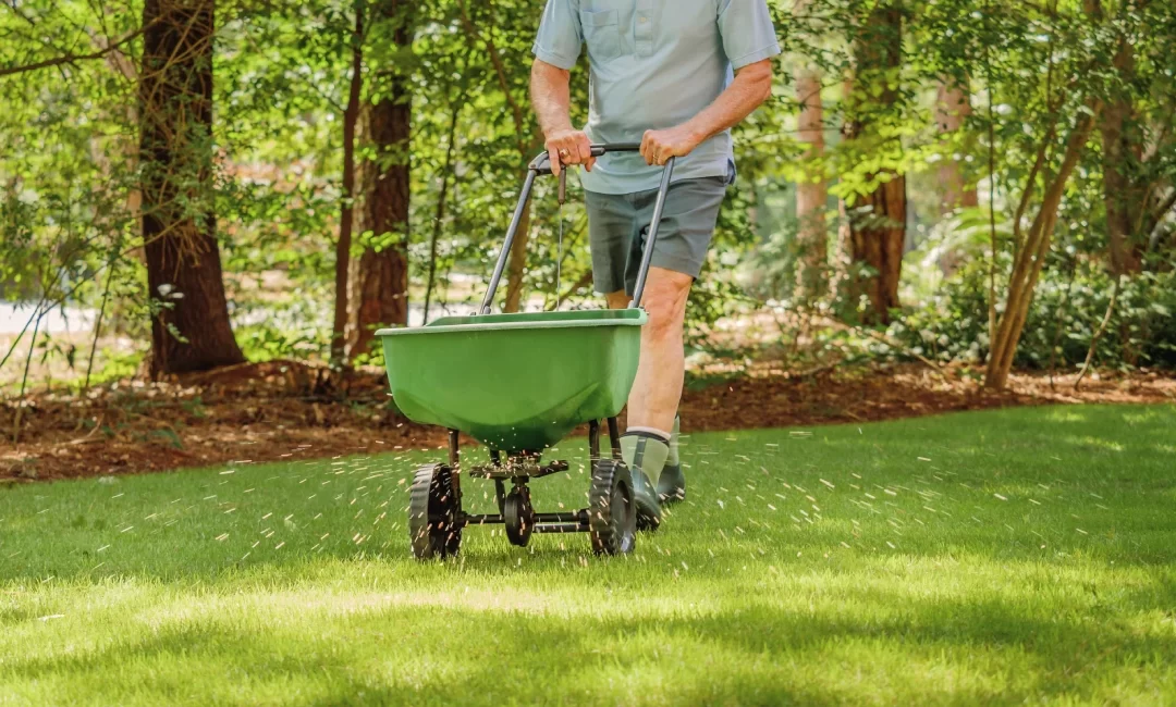 When to Fertilize Lawn McKinney: The Collin County Calendar Every Homeowner Needs