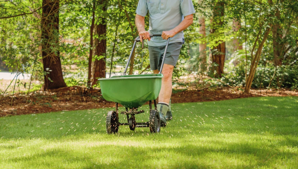 when to fertilize bermuda grass north texas